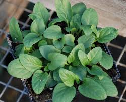 Attēlu rezultāti vaicājumam “Prunella vulgaris leaf”