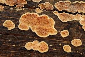 Attēlu rezultāti vaicājumam “Pseudomerulius aureus”