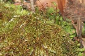 Attēlu rezultāti vaicājumam “Hypnum jutlandicum”