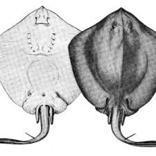 Image result for Hypanus say