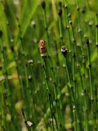 Attēlu rezultāti vaicājumam “Equisetum variegatum”