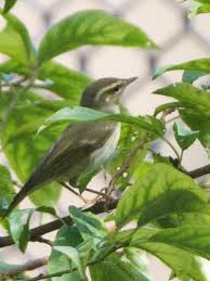 Image result for Phylloscopus borealis