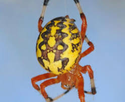 Attēlu rezultāti vaicājumam “Araneus marmoreus”