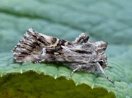 Attēlu rezultāti vaicājumam “Calophasia lunula”