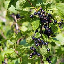 Attēlu rezultāti vaicājumam “Ribes nigrum fruit”