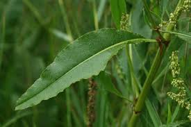 Attēlu rezultāti vaicājumam “Rumex hydrolapathum”