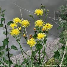 Attēlu rezultāti vaicājumam “Crepis biennis leaf”
