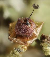 Attēlu rezultāti vaicājumam “Diachea subsessilis young”