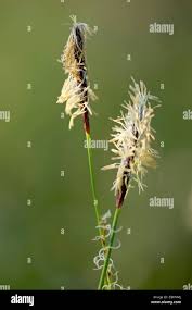 Attēlu rezultāti vaicājumam “Carex pilosa leaf”