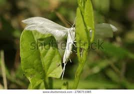 Attēlu rezultāti vaicājumam “Pterophorus pentadactyla”