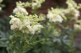 Attēlu rezultāti vaicājumam “Filipendula ulmaria  flower”
