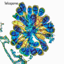 Attēlu rezultāti vaicājumam “Puccinia sessilis”