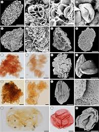 Attēlu rezultāti vaicājumam “Cribraria costata spores”