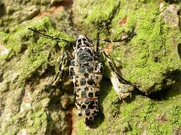 Attēlu rezultāti vaicājumam “Erannis defoliaria”