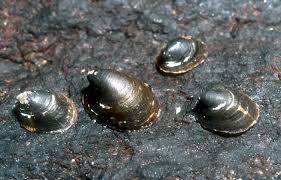 Attēlu rezultāti vaicājumam “Ancylus fluviatilis”