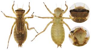 Attēlu rezultāti vaicājumam “Libellula quadrimaculata larva”