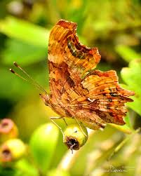 Attēlu rezultāti vaicājumam “Polygonia c-album underside”