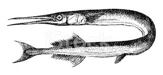 Attēlu rezultāti vaicājumam “Belone belone”