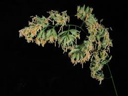 Attēlu rezultāti vaicājumam “Dactylis glomerata subsp. glomerata”