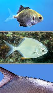 Image result for Trachinotus carolinus