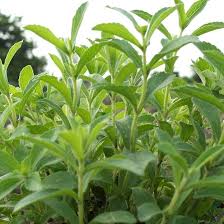 Image result for Stevia rebaudiana