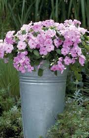 Image result for Tanacetum parthenium 'Tetraweiss'