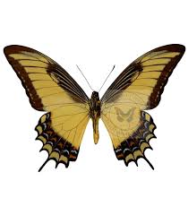 Attēlu rezultāti vaicājumam “Papilionidae”