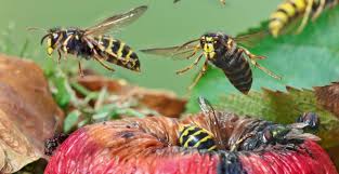 Attēlu rezultāti vaicājumam “Dolichovespula media”