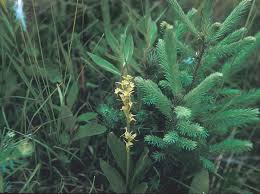 Attēlu rezultāti vaicājumam “Liparis loeselii leaf”