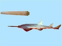 Image result for Pristis pristis