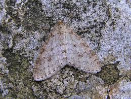 Attēlu rezultāti vaicājumam “Trichopteryx carpinata”