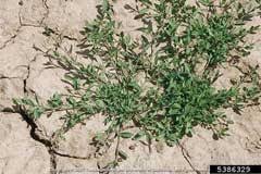 Attēlu rezultāti vaicājumam “Polygonum arenastrum”