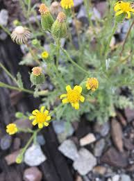 Attēlu rezultāti vaicājumam “Senecio viscosus flower”