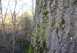 Attēlu rezultāti vaicājumam “Radula complanata”