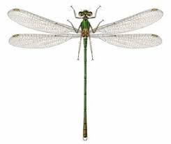 Attēlu rezultāti vaicājumam “Chalcolestes viridis”