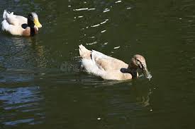 Attēlu rezultāti vaicājumam “Anas platyrhynchos juvenile”