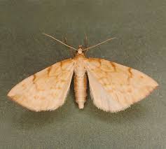 Attēlu rezultāti vaicājumam “Eulithis pyraliata”