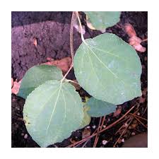 Attēlu rezultāti vaicājumam “Cercidiphyllum japonicum leaf”