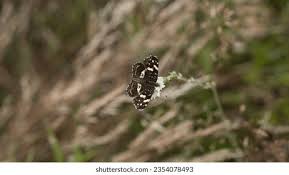 Attēlu rezultāti vaicājumam “Limenitis populi upperside”