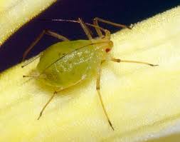 Attēlu rezultāti vaicājumam “Aphididae”