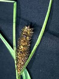 Attēlu rezultāti vaicājumam “Carex rostrata”