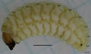 Attēlu rezultāti vaicājumam “Rhynchaenus lonicerae”