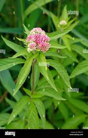 Attēlu rezultāti vaicājumam “Eupatorium cannabinum bud”