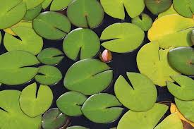 Attēlu rezultāti vaicājumam “Nymphaea candida leaf”