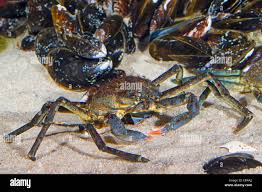 Image result for Hyas araneus