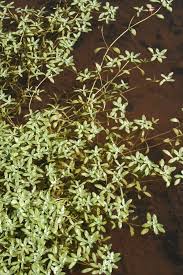 Attēlu rezultāti vaicājumam “Callitriche verna flower”