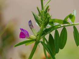 Attēlu rezultāti vaicājumam “Vicia”