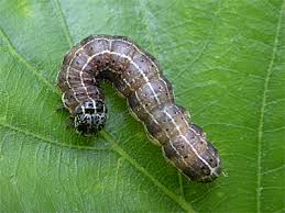 Attēlu rezultāti vaicājumam “Orthosia cruda”