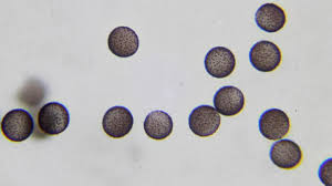 Attēlu rezultāti vaicājumam “Lamproderma violaceum plasmodium”