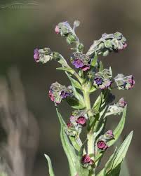 Attēlu rezultāti vaicājumam “Cynoglossum officinale flower”